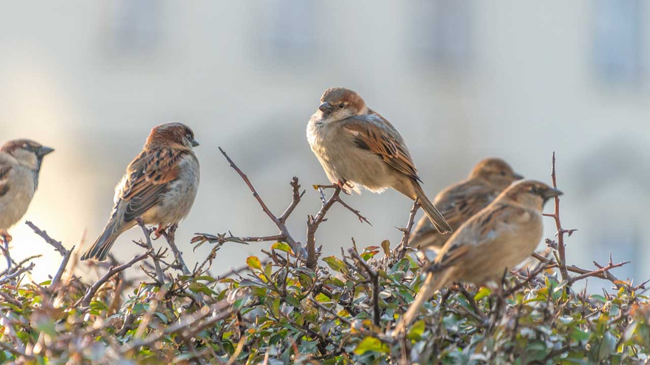 Onderzoek naar beschermde dieren